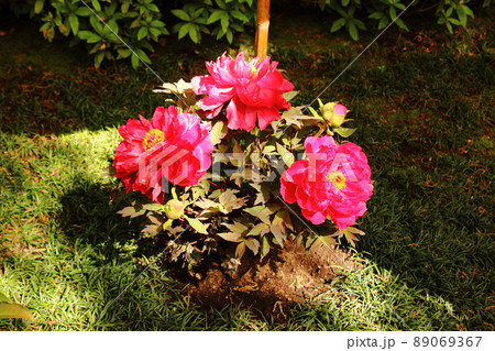 上野東照宮ぼたん苑で春の陽射しを浴びる牡丹（1） 89069367