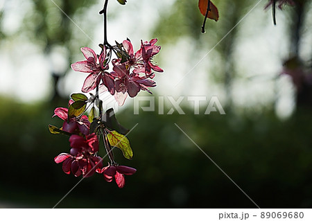 花 植物 横 89069680