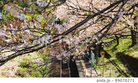 とある無人駅と桜 とある無人駅と桜 89070271