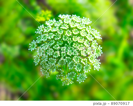 ニンジンの花 ニンジンの花 89070917