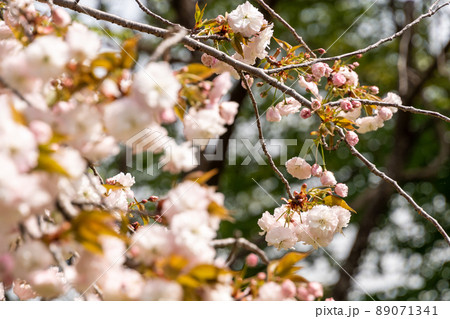八重桜の輝き 八重桜の輝き 89071341