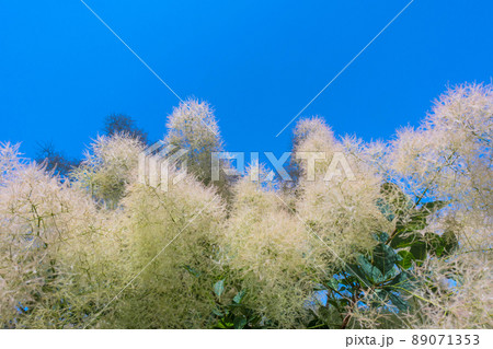 スモークツリー 89071353