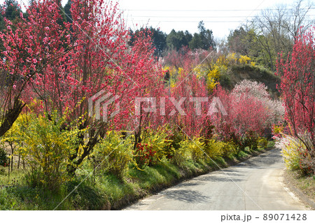 飯野町　花やしき公園 89071428