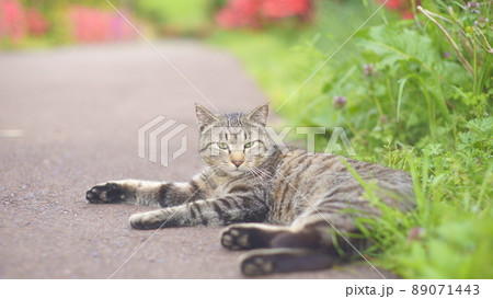 春だね...野外で草花とくつろぐ猫 89071443