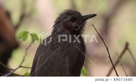 ヒヨドリ 野生 ヤマドリ 89071680