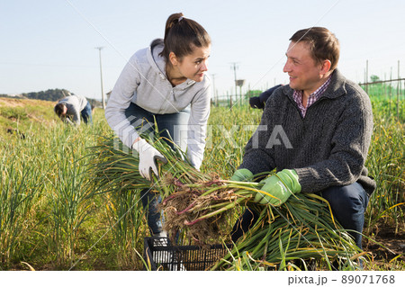 Man and woman harvest crop of garlic on the field Man and woman harvest crop of garlic on the field 89071768