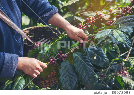 Man Hands harvest coffee bean ripe Red berries plant fresh seed coffee tree growth in green eco organic farm. Close up hands harvest red ripe coffee seed robusta arabica berry harvesting coffee farm 89072093
