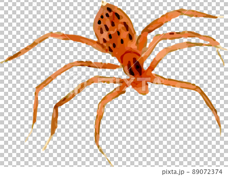 Spider 12 89072374