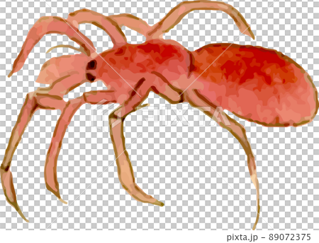Spider 13 Spider 13 89072375