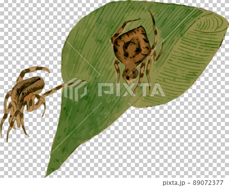 Spider 10 89072377