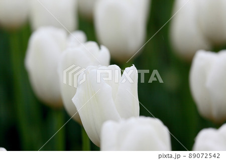 チューリップ 89072542