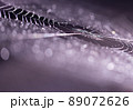 クモの巣の上に水滴が付き光が当たって玉ボケに輝いている 89072626