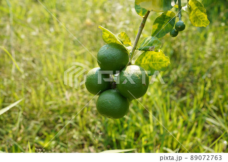 Close up detail lime green, lime green in the garden. Fresh green lemon limes on tree in organic garden. Close up detail lime green, lime green in the garden. Fresh green lemon limes on tree in organic garden. 89072763
