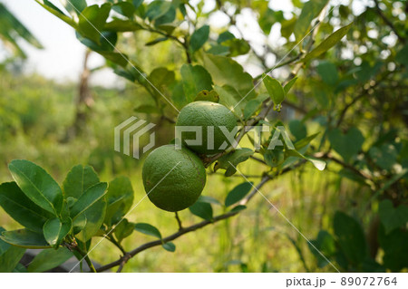 Fresh green lemon limes on tree in organic garden Fresh green lemon limes on tree in organic garden 89072764
