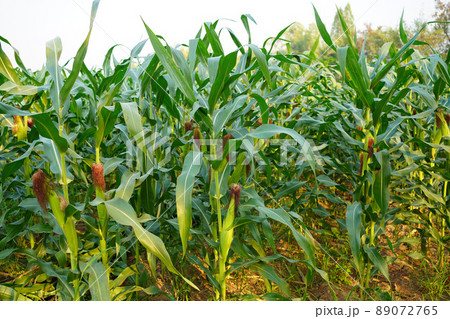 Corn field close up. Selective focus. Green Maize Corn Field Plantation in Summer Agricultural Season. Close up of corn on the cob in a field. Corn field close up. Selective focus. Green Maize Corn Field Plantation in Summer Agricultural Season. Close up of corn on the cob in a field. 89072765