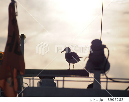 夕日をバックに船の上で休んでいるカモメ 夕日をバックに船の上で休んでいるカモメ 89072824