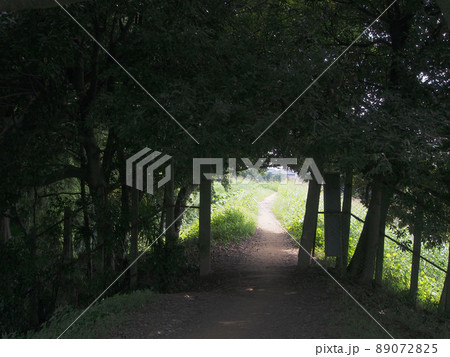 暗い林を抜ける小道 暗い林を抜ける小道 89072825
