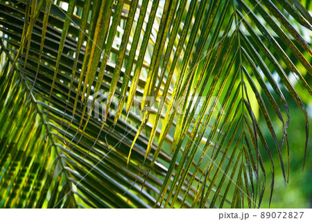 close up view of coconut leaves texture background 89072827