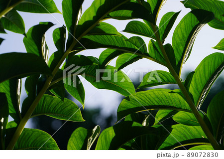 Green leaves of konjac. Leaf leaves of amorphophallus konjac also known as devil's tongue from japan. Green leaves of konjac. Leaf leaves of amorphophallus konjac also known as devil's tongue from japan. 89072830