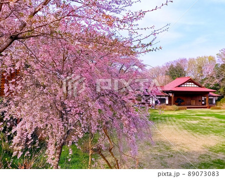 栃木県大田原市 黒羽城址公園の桜です♪ 栃木県大田原市 黒羽城址公園の桜です♪ 89073083