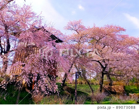 栃木県大田原市 黒羽城址公園の桜です♪ 89073088