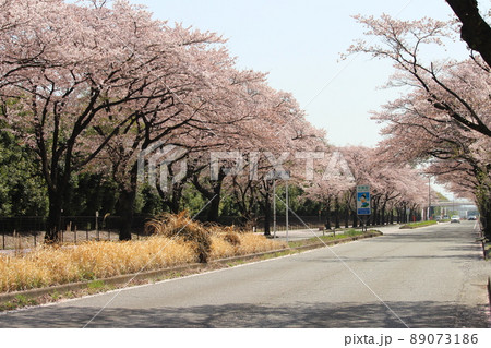 桜 89073186