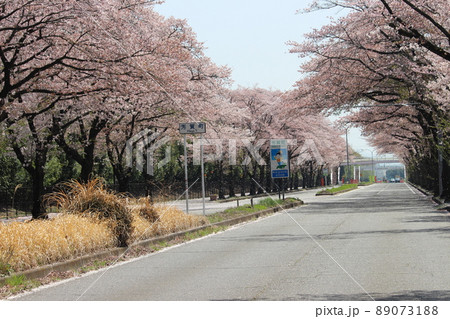 桜 桜 89073188