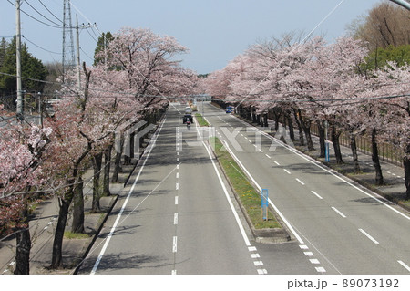 桜の写真素材 [89073192] - PIXTA