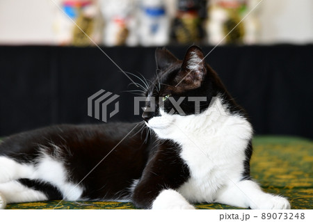 猫との暮らし。ねこ。招き猫。黒白猫。猫イメージ素材。 猫との暮らし。ねこ。招き猫。黒白猫。猫イメージ素材。 89073248