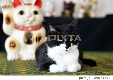 猫との暮らし。ねこ。招き猫。黒白猫。猫イメージ素材。 猫との暮らし。ねこ。招き猫。黒白猫。猫イメージ素材。 89073251