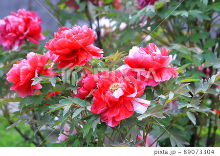 大きなボタンの花 足立区 大きなボタンの花 足立区 89073304