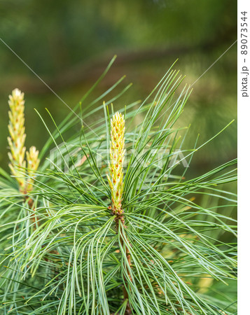 Cedar branches with long fluffy needles with a beautiful blurry background. Cedar branches with fresh shoots in spring. 89073544