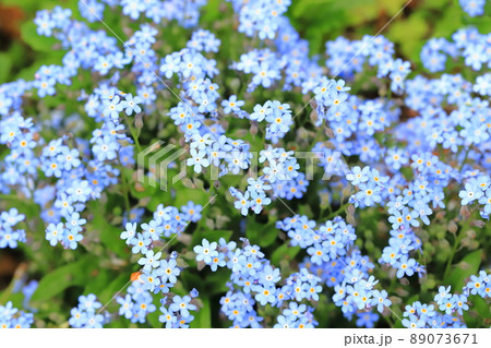 可憐な勿忘草（サスレナグワ）の花 89073671