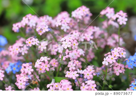 可憐な勿忘草(サスレナグワ)の花 可憐な勿忘草(サスレナグワ)の花 89073677