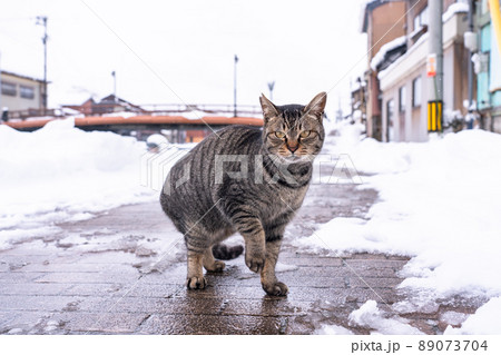 《富山県》雪景色の内川・日本のベニス 《富山県》雪景色の内川・日本のベニス 89073704