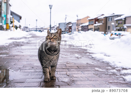 《富山県》雪景色の内川・日本のベニス 《富山県》雪景色の内川・日本のベニス 89073708