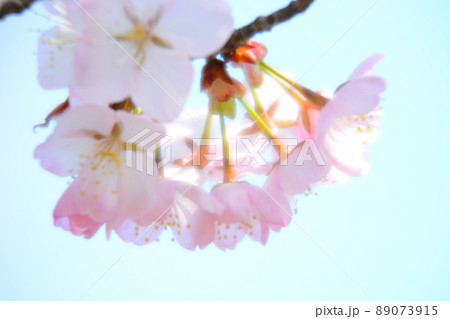 桜の花 89073915