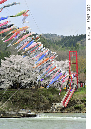 青空と桜と鯉のぼり 山形県白鷹町 青空と桜と鯉のぼり 山形県白鷹町 89074039