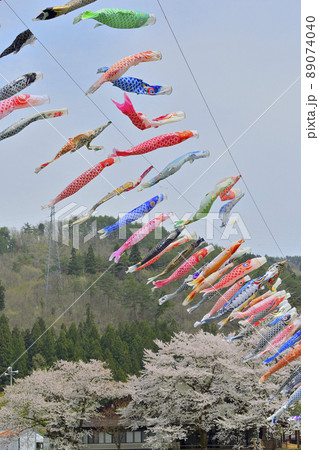 青空と桜と鯉のぼり　山形県白鷹町　 89074040