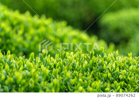 雨の茶畑 雨の茶畑 89074262