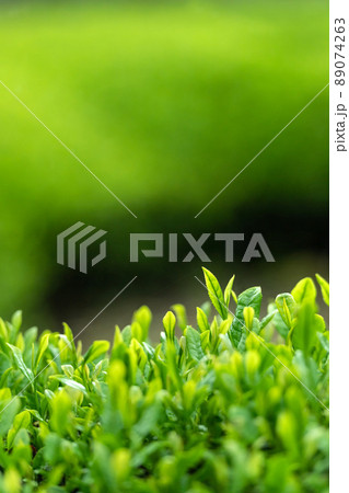 一番茶のイメージ 89074263