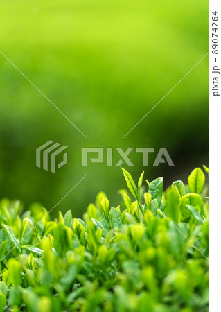 一番茶のイメージ 一番茶のイメージ 89074264