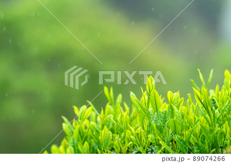 雨の茶畑にて 89074266