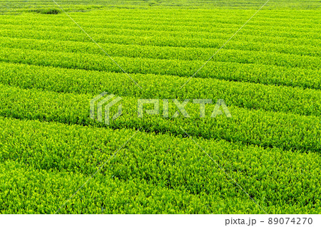 雨の茶畑 雨の茶畑 89074270