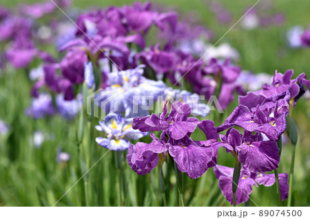 梅雨空や雨の中でもひときわ華やかに咲き誇る花菖蒲 89074500