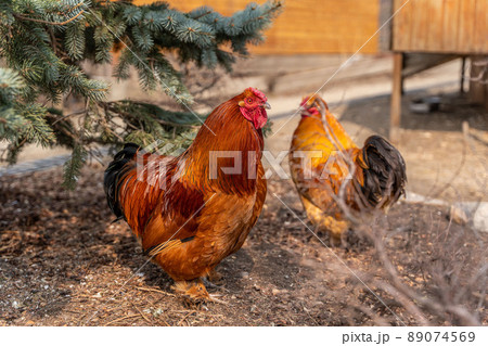 A beautiful rooster standing on the grass on a blurred green nature background. Rooster of the zodiac year. Year of the rooster. A beautiful rooster standing on the grass on a blurred green nature background. Rooster of the zodiac year. Year of the rooster. 89074569