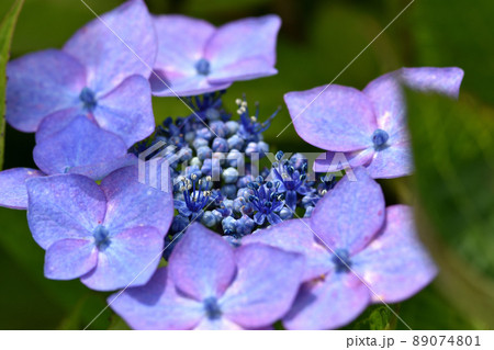 小さな花の周りを装飾花が縁取り、梅雨空や雨降りでも一際きれいなガクアジサイの花 89074801