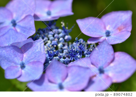 小さな花の周りを装飾花が縁取り、梅雨空や雨降りでも一際きれいなガクアジサイの花 小さな花の周りを装飾花が縁取り、梅雨空や雨降りでも一際きれいなガクアジサイの花 89074802