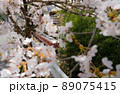 電車と桜の風景 89075415