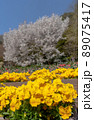 バンジーと山桜 89075417